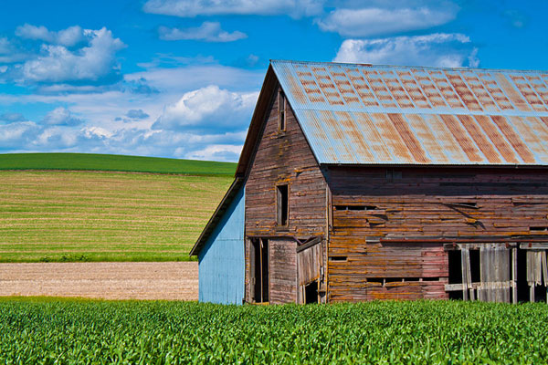 An old wooden barn with a rusty metal roof stands in front of green fields under a blue sky with scattered clouds. The weathered barn, once home to farm tools and a grease trap, overlooks fields stretching out in the background.